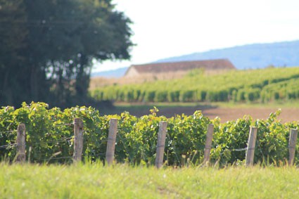 Vignoble Marcel Langoux