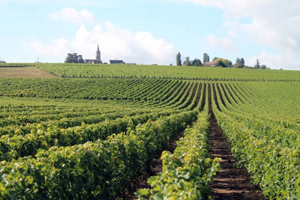 Vignoble Vue sur Saint-Andelain